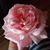 Julie Bieciuk's profile image