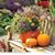 Lorraine Soares's profile image