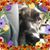 June Williams's profile image