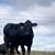 Bonnie Remmick's profile image