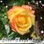 Carol Kessler Toland's profile image