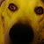 David Braga's profile image