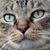 Sharon Stone Wrosch's profile image