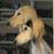 Verial Whitten's profile image