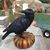 Alice Gann Kaspar's profile image