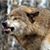 Howling Wolf Tws's profile image