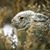 Brownie LaRue's profile image