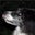 Maxwell S's profile image