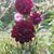Christine Schoon-Dekker's profile image