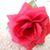RosaIsela Tanguma Perales's profile image