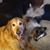 Kelsey Culbertson's profile image