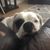 Carol Poletti's profile image