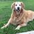 Michelle Lewis Wheelless's profile image