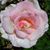 Mary Monaghan Hayes's profile image