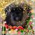 Erin Toupin's profile image