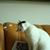 Judy Reeves's profile image