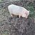 Tammy Kay Greer DeGood's profile image