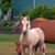 Carla Nicholson Kneeland's profile image