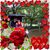 Virginie David Duquesnoy Schmitt's profile image