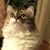 Melanie Shields's profile image