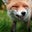 Ian Nelson's profile image