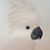 CaroleSue Hess's profile image