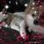 Carol Sturgeon's profile image