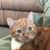 Carole Morris Holloway's profile image