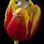 Donna Kuhfuss's profile image