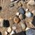 Sue Johnson-Royse's profile image