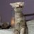 Justin Alumbaugh's profile image