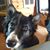 Leisa Bailey's profile image