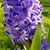 Paula A. Parrau's profile image