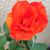 Cynthia Rosales's profile image