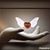 Maria Elena Pacheco's profile image