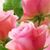 Susan Dinkins M. Cade's profile image