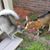Debbie Jernigan's profile image