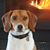 Deborah Casteen's profile image