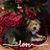 Leesie Ann Cummins's profile image