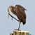 Pat McNabb's profile image