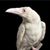 Deborah Lunney Williams's profile image