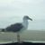 Kathleen Storey's profile image