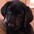 Cheryl Mannebach Duncan's profile image