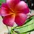 Nancy Norris Collins's profile image