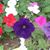 Ammarita Raber's profile image
