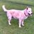 Susan Bradshaw's profile image