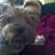 Maria Regina Vieira Brahs's profile image