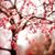 Eliza Truong's profile image