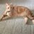 Raine Neff's profile image