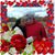 Sergio Ivan Lujan's profile image